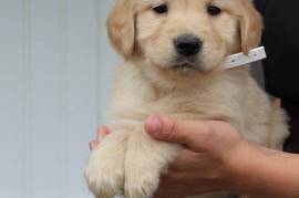  Chiot Golden Retriever, Quebec City