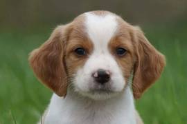 chiot de type EPAGNEUL FEMELLE , Quebec City