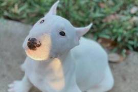  chiot de type DOBERMAN FEMELLE    , Quebec City