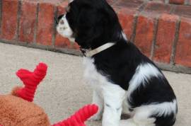 Chiots cocker spaniel (certains aux yeux bleus), Quebec City