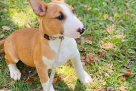  chiot de type BULL TERRIER FEMELLE  , Quebec City