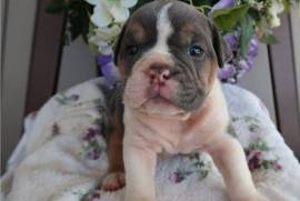   Adorable Chiot Bouledogue français Femelle., Quebec City