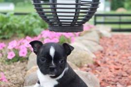  Chiot Boston Terrier Femelle, Quebec City