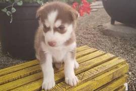 Très Belle Chiot Husky Femelle, Quebec City