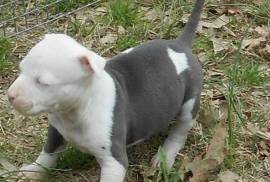 chiot American Staffordshire Terrier Femelle, Quebec City