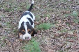 Magnifique chiot BASSET, Quebec City