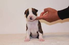 American Staffordshire, Edmonton