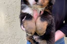 Chiot Bouvier Bernois, Sainte-Julienne