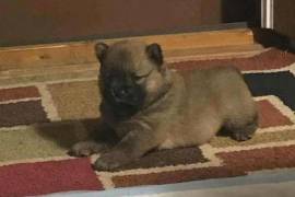 Bébé chow chow, Grand sudbury
