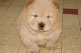 Bébé chow chow, Grand sudbury