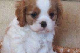 Adorables Chiots Cavaliers King Charles, Terrebonne