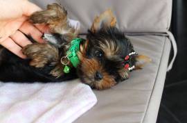 chiot Yorkshire Terrier CKC, Rimouski