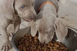 Braque de Weimar, Burlington