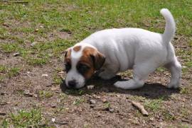 Jack Russell, Mercier