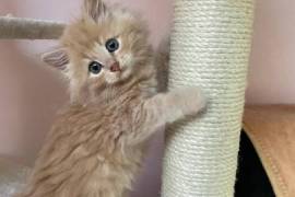 Chaton Sibérien, Blainville