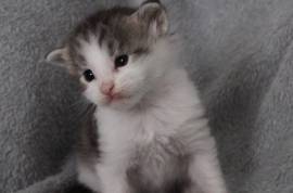 Chaton Maine Coon, Kamloops