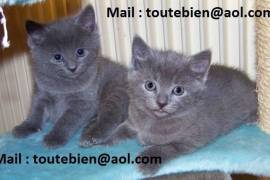 A donner 2 chatons chartreux male et femelle, Montréal