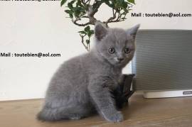 A donner 2 chatons chartreux male et femelle, Montréal
