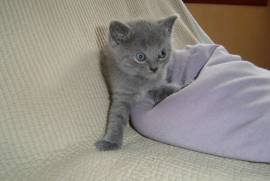 A donner 2 chatons chartreux male et femelle, Ontario