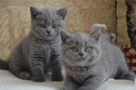 A donner 2 chatons chartreux male et femelle, Ontario