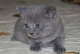 A donner 2 chatons chartreux male et femelle, Vancouver 