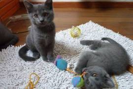 A donner 2 chatons chartreux male et femelle, Vancouver 