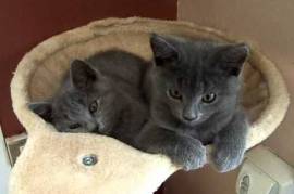 A donner 2 chatons chartreux male et femelle, Vancouver 