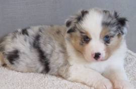 Je donne deux chiots berger australien, Alberta