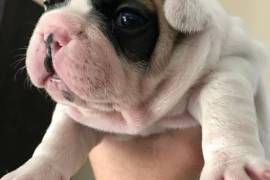 A Donner 2 Bouledogue Français male et femelle, Toronto
