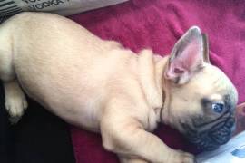 A Donner 2 Bouledogue Français male et femelle, Toronto