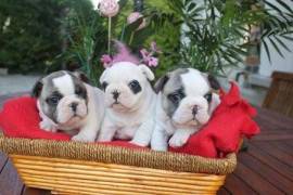 A Donner 2 Bouledogue Français male et femelle, Nouveau-Brunswick