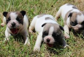 A Donner 2 Bouledogue Français male et femelle, Nouveau-Brunswick