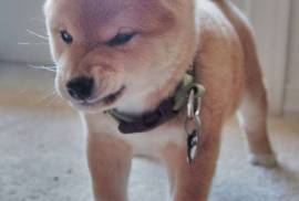 A Donner 2 Chiots Shiba Inu male et femelle, Territoires du Nord-Ouest