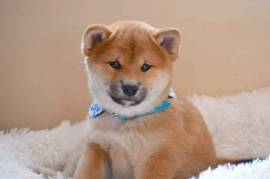 A Donner 2 Chiots Shiba Inu male et femelle, Territoires du Nord-Ouest