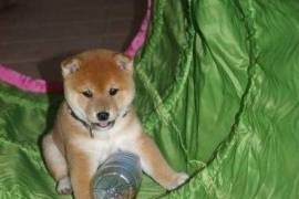 A Donner 2 Chiots Shiba Inu male et femelle, Territoires du Nord-Ouest