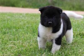 Chiot Akita Inu mâle, Montreal