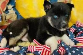 A donner chiot Husky Sibérien Femelle, Québec