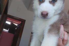 Adorable Husky Sibérien mâle, .