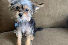 CHIOT MIMI FEMELLE YORKSHIRE, .