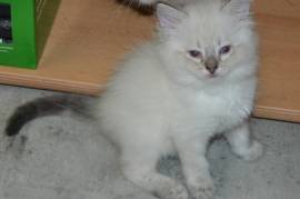A réserver  chatons Ragdoll , .