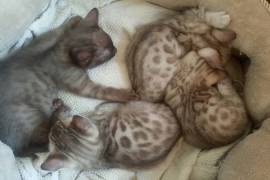 Exceptionnels Chatons bengals haut de gamme, .