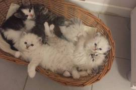 Magnifiques chatons siberiens a réserver, -