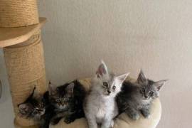 A réserver chatons maine coon , -