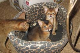 Magnifique chatons Abyssin disponible de suite., Quebec City