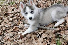 Très belle femelle Husky Sibérien, Montréal