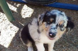 Chiot Border Collie , Terrebonne