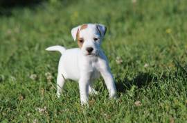 Chiot Jack Russell, Saint Catharines