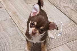 Chiot Chihuahua, Drummondville