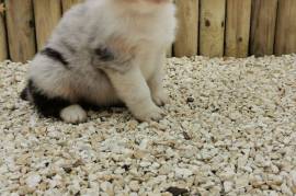 Chiot Berger Australien, Mirabel