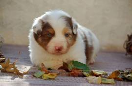 Chiot Berger Australien, Mirabel